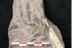 Foto (Detailansicht) von Araucaria haastii Ettingshausen (NHMW-GEO-2024-0188-10109)